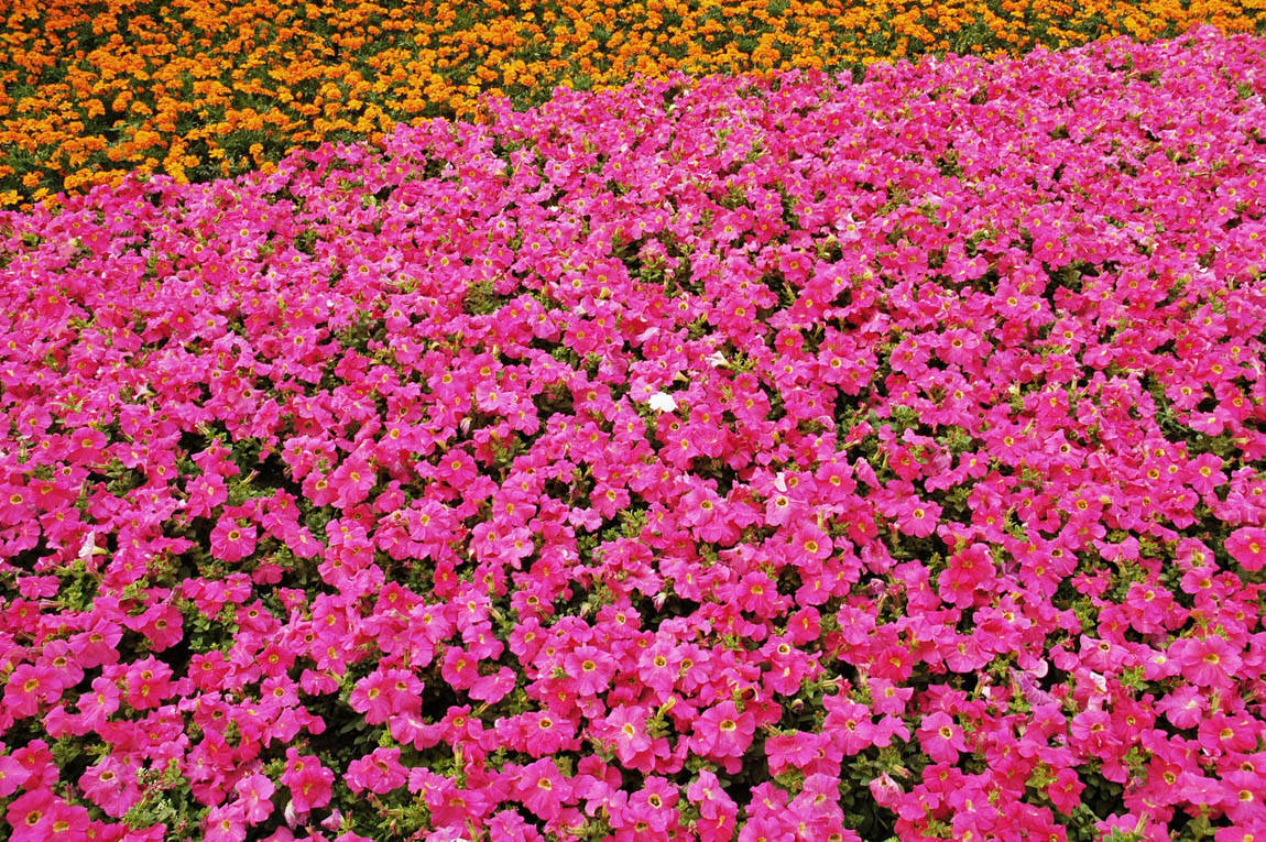 sector-floricultor